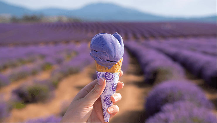 Bridestowe Lavender Estate