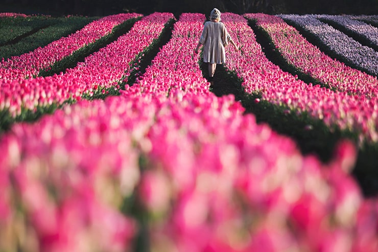 Table Cape Tulip Farm