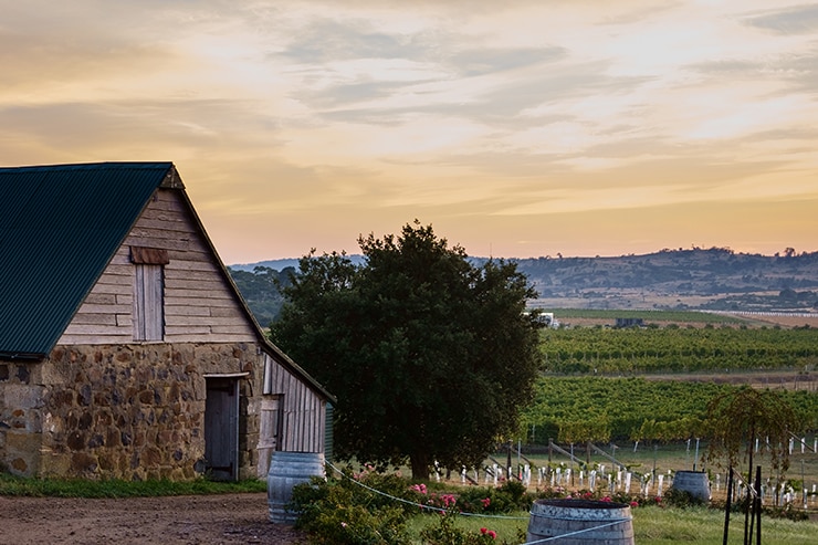 Craigie Knowe Vineyard