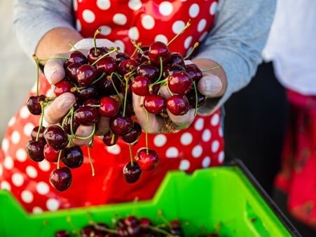 Farm Gate Market in Hobart